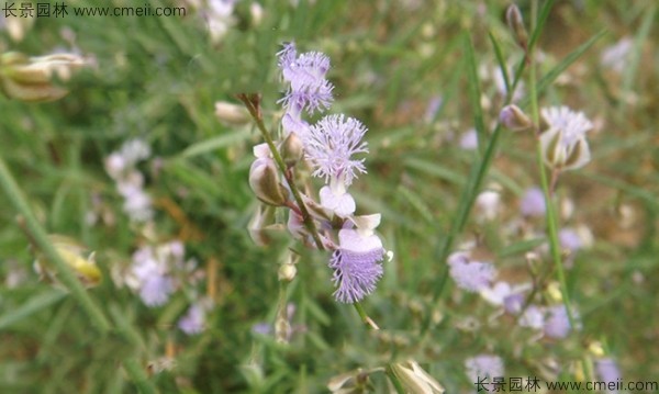 遠志種子發(fā)芽出苗開(kāi)花圖片
