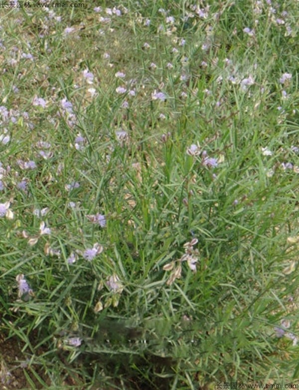 遠志種子發(fā)芽出苗開(kāi)花圖片