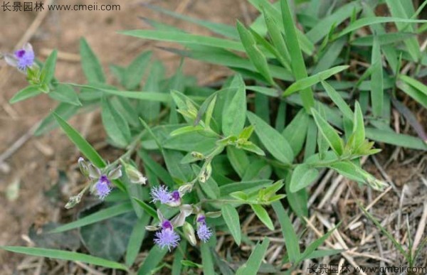 遠志種子發(fā)芽出苗開(kāi)花圖片