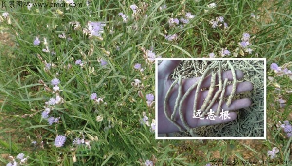 遠志種子發(fā)芽出苗開(kāi)花圖片