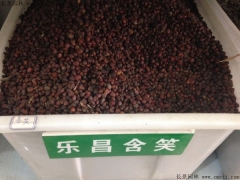 樂(lè )昌含笑種子