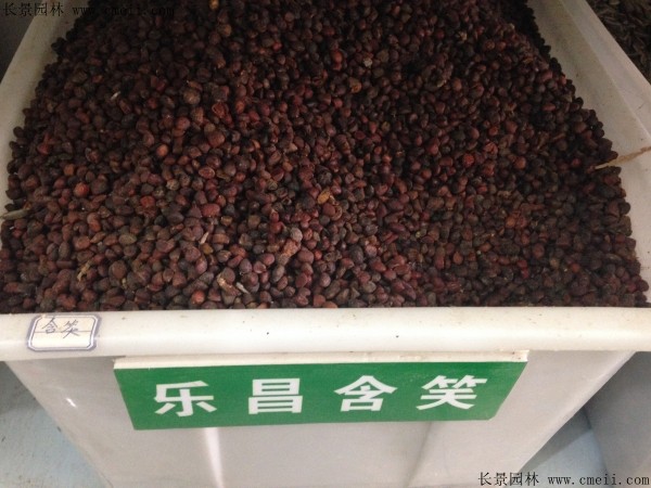 樂(lè )昌含笑種子圖片