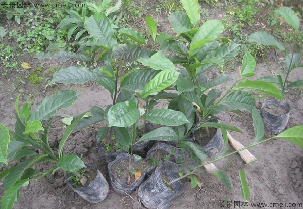 樂(lè )昌含笑種子發(fā)芽出苗圖片
