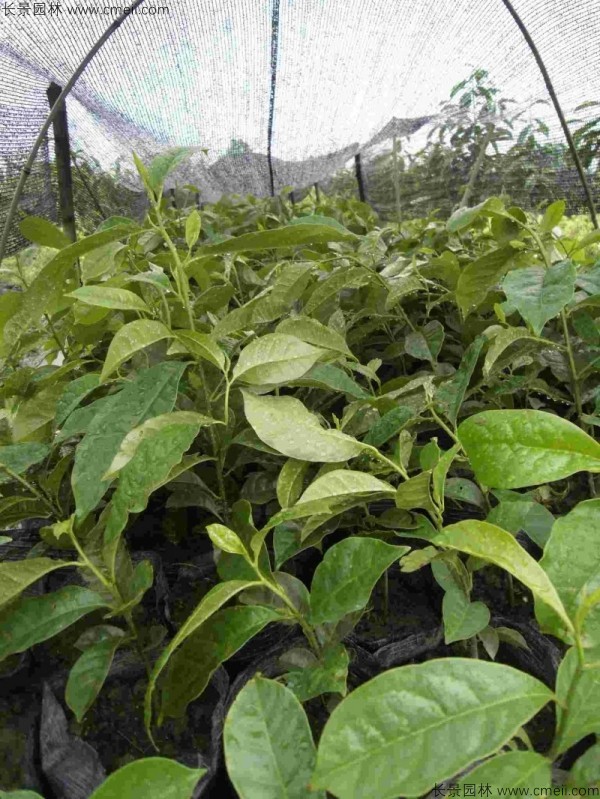 樂(lè )昌含笑種子發(fā)芽出苗圖片