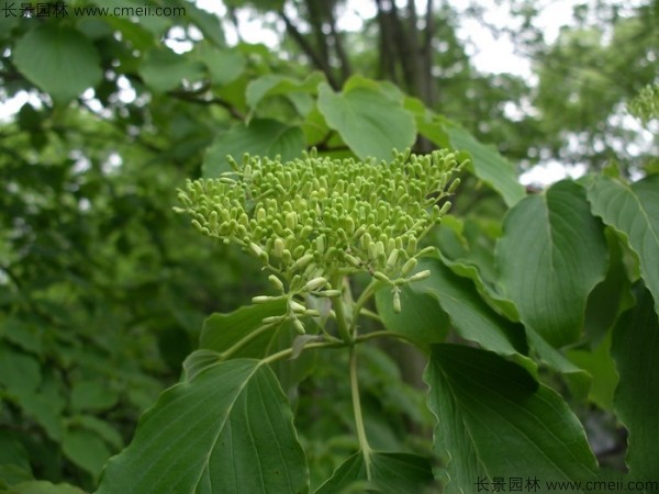 燈臺樹(shù)種子發(fā)芽出苗圖片