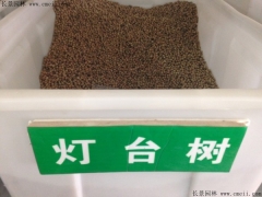 燈臺樹(shù)種子