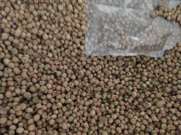 燈臺樹(shù)種子圖片