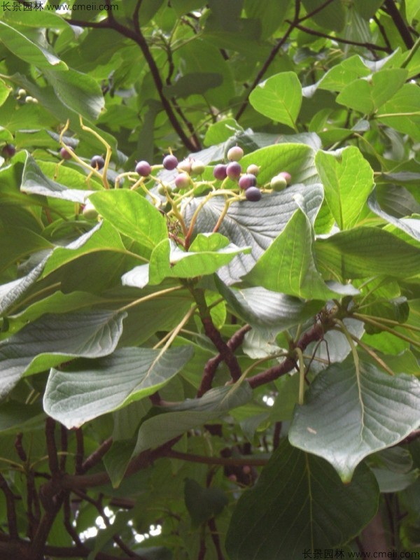燈臺樹(shù)種子圖片