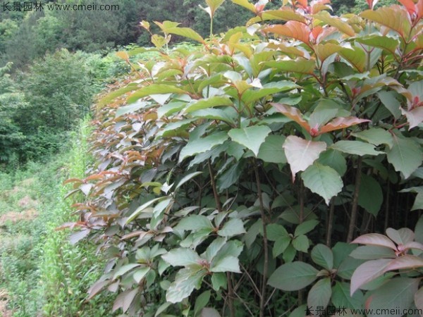 燈臺樹(shù)種子發(fā)芽出苗圖片