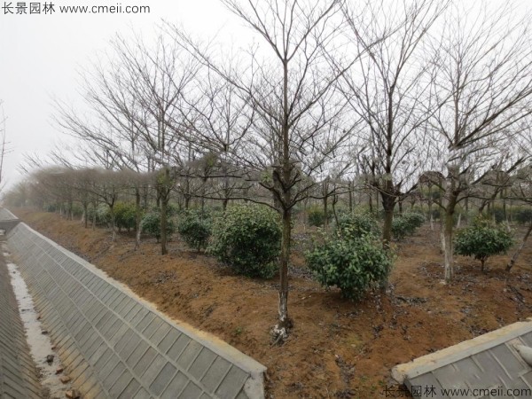 燈臺樹(shù)種子發(fā)芽出苗圖片