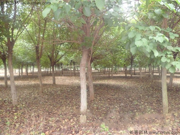 燈臺樹(shù)種子發(fā)芽出苗圖片