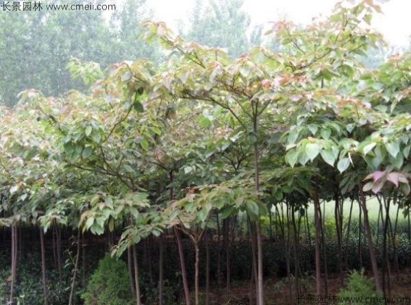 燈臺樹(shù)種子發(fā)芽出苗圖片