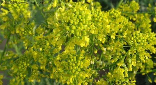 板藍根種子發(fā)芽出苗開(kāi)花圖片