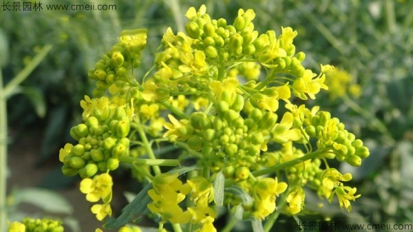 板藍根種子發(fā)芽出苗開(kāi)花圖片