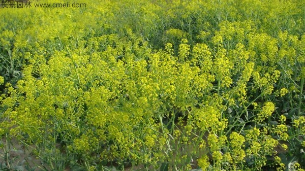 板藍根種子發(fā)芽出苗開(kāi)花圖片