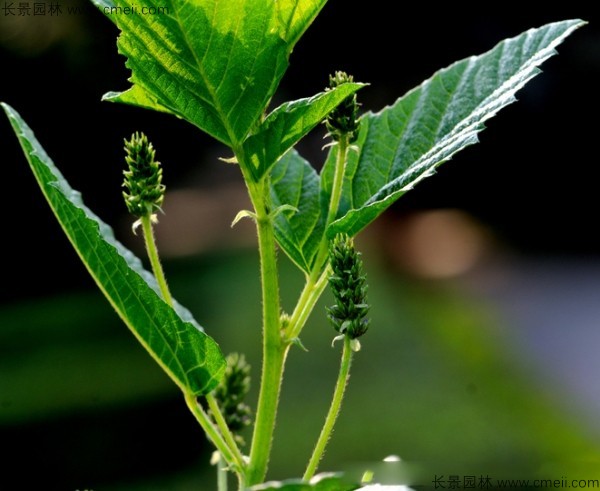 補骨脂種子發(fā)芽出苗開(kāi)花圖片