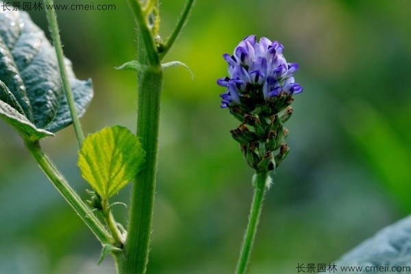 補骨脂種子發(fā)芽出苗開(kāi)花圖片