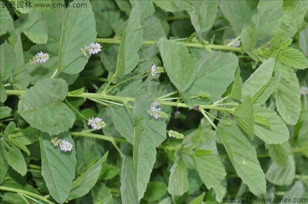 補骨脂種子發(fā)芽出苗開(kāi)花圖片