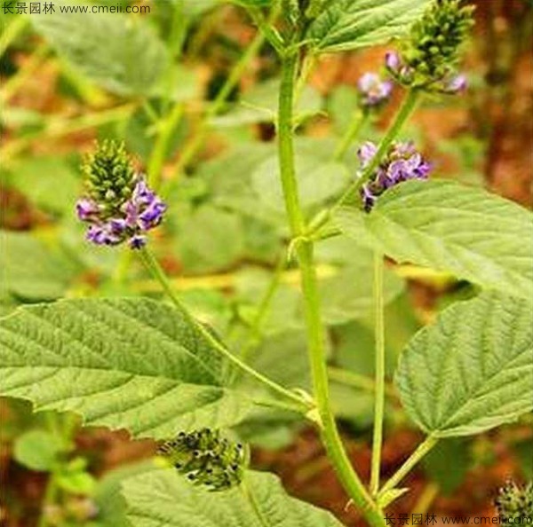 補骨脂種子發(fā)芽出苗開(kāi)花圖片