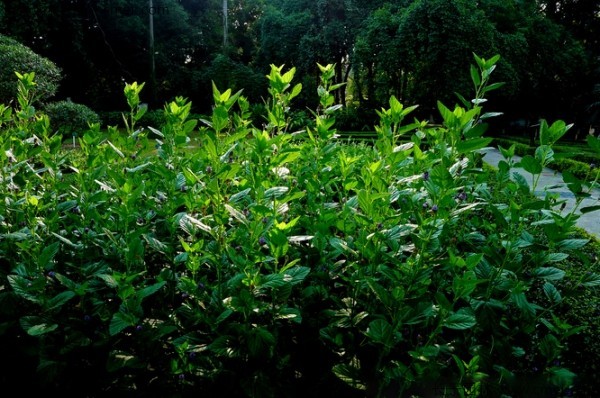 補骨脂種子發(fā)芽出苗開(kāi)花圖片