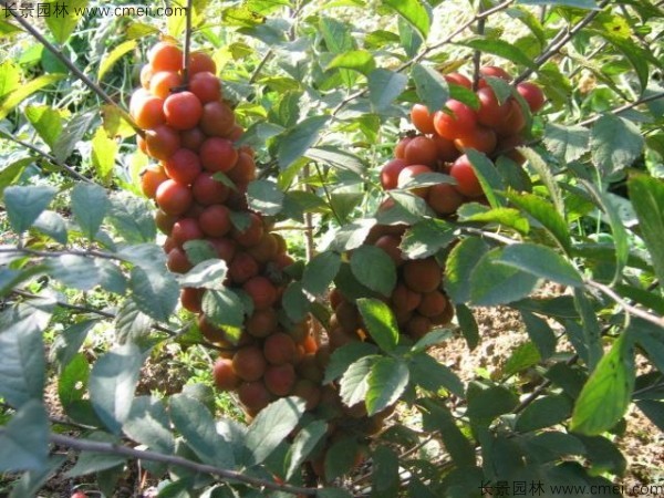 鈣果種子發(fā)芽出苗開(kāi)花結果圖片
