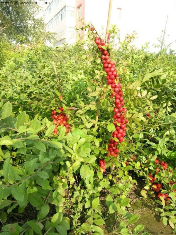 鈣果種子發(fā)芽出苗開(kāi)花結果圖片