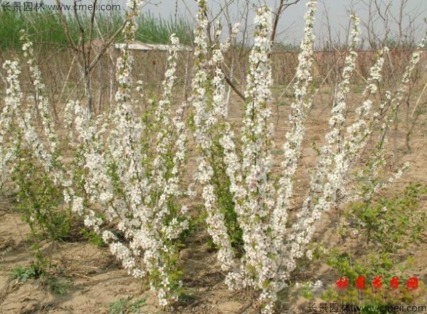 鈣果種子發(fā)芽出苗開(kāi)花結果圖片