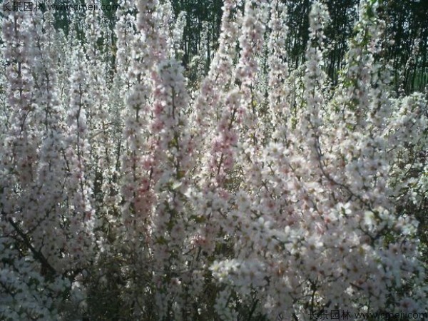 鈣果種子發(fā)芽出苗開(kāi)花結果圖片