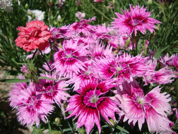 美國石竹種子發(fā)芽出苗開(kāi)花圖片