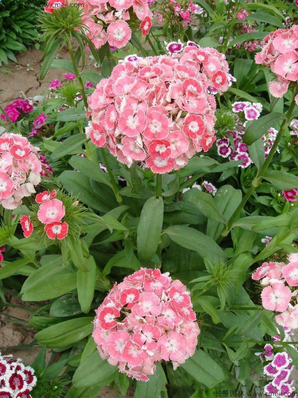 美國石竹種子發(fā)芽出苗開(kāi)花圖片