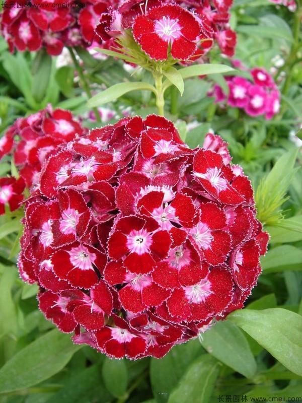 美國石竹種子發(fā)芽出苗開(kāi)花圖片