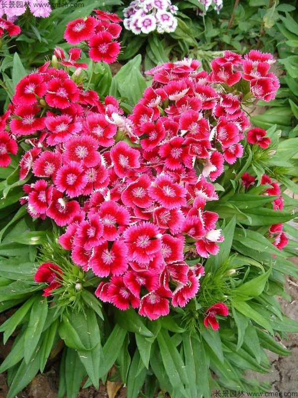 美國石竹種子發(fā)芽出苗開(kāi)花圖片