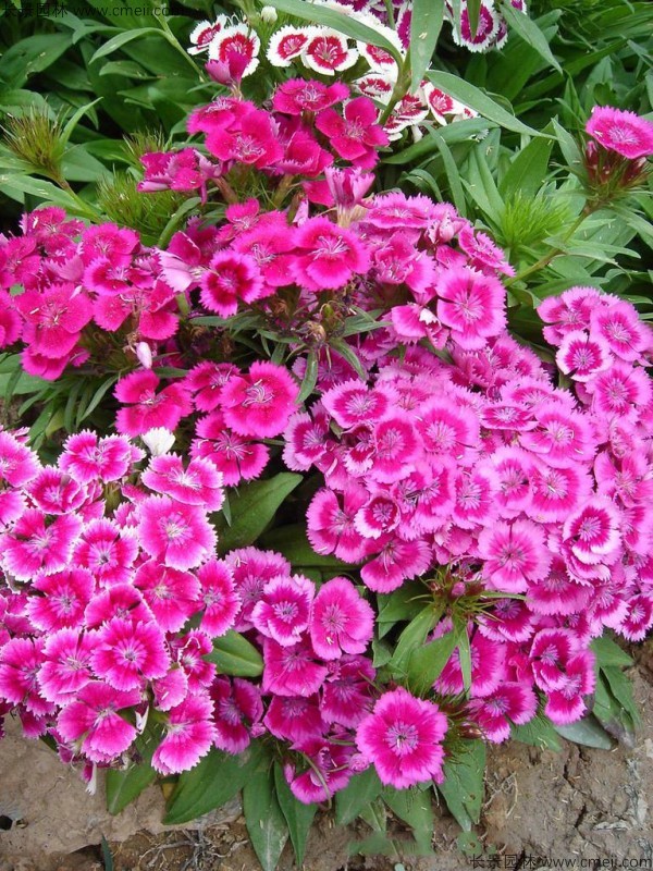 美國石竹種子發(fā)芽出苗開(kāi)花圖片
