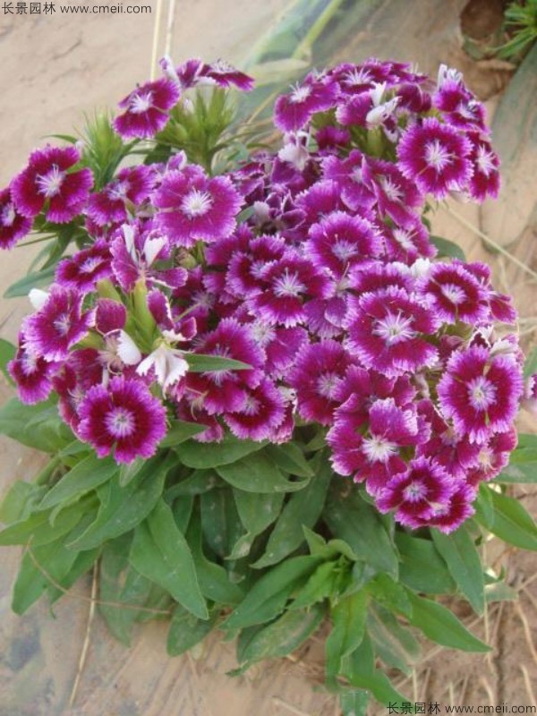美國石竹種子發(fā)芽出苗開(kāi)花圖片