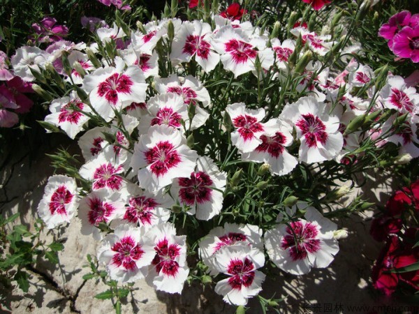 美國石竹種子發(fā)芽出苗開(kāi)花圖片
