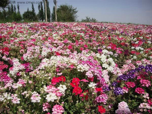 美國石竹種子發(fā)芽出苗開(kāi)花圖片