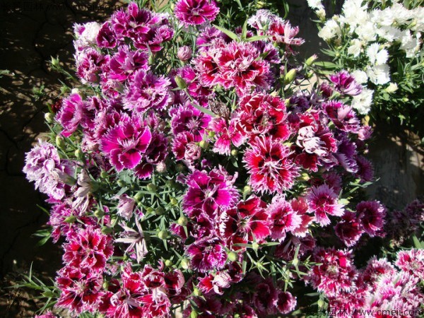 美國石竹種子發(fā)芽出苗開(kāi)花圖片