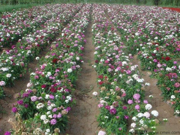美國石竹種子發(fā)芽出苗開(kāi)花圖片