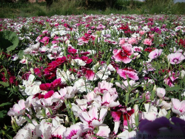 美國石竹種子發(fā)芽出苗開(kāi)花圖片