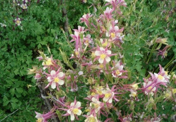 耬斗菜種子發(fā)芽出苗開(kāi)花圖片