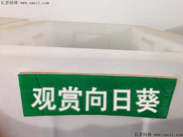 觀(guān)賞向日葵種子圖片
