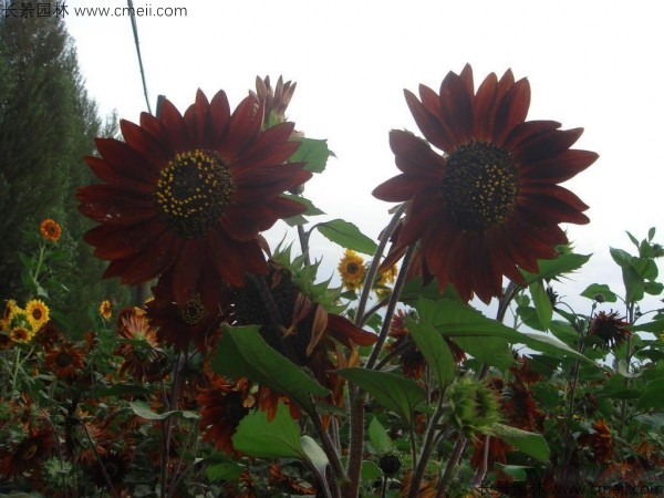 觀(guān)賞向日葵種子發(fā)芽出苗開(kāi)花圖片