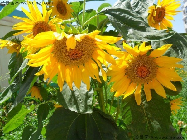 觀(guān)賞向日葵種子發(fā)芽出苗開(kāi)花圖片