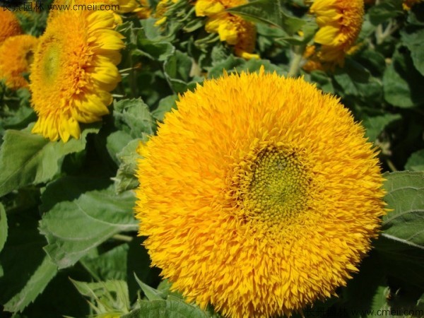 觀(guān)賞向日葵種子發(fā)芽出苗開(kāi)花圖片