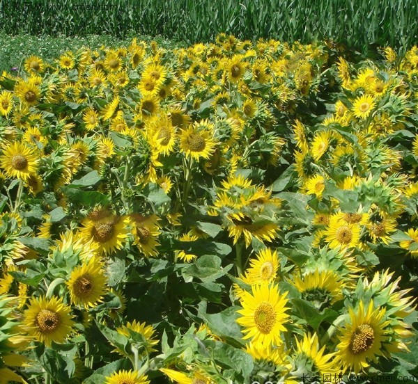 觀(guān)賞向日葵種子發(fā)芽出苗開(kāi)花圖片