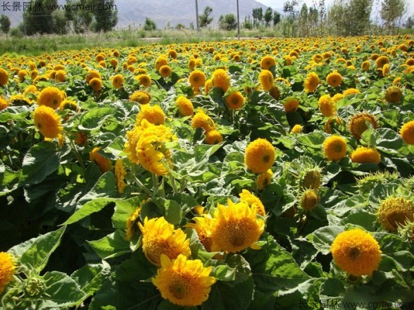 觀(guān)賞向日葵種子發(fā)芽出苗開(kāi)花圖片