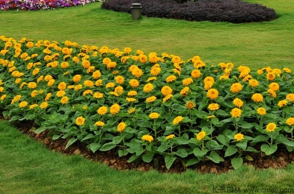 觀(guān)賞向日葵種子發(fā)芽出苗開(kāi)花圖片