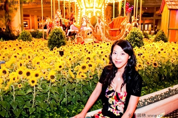 觀(guān)賞向日葵種子發(fā)芽出苗開(kāi)花圖片