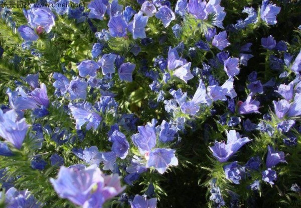 藍薊種子發(fā)芽出苗開(kāi)花圖片