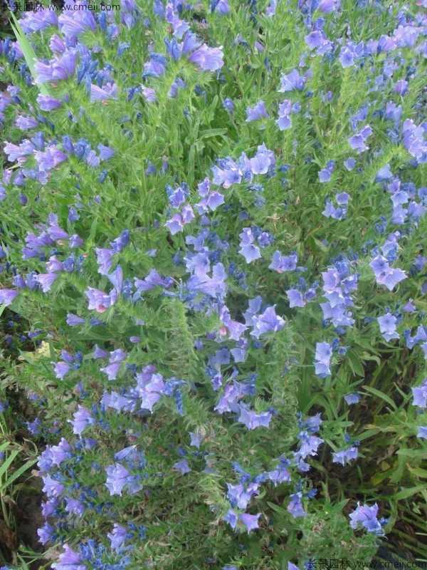 藍薊種子發(fā)芽出苗開(kāi)花圖片